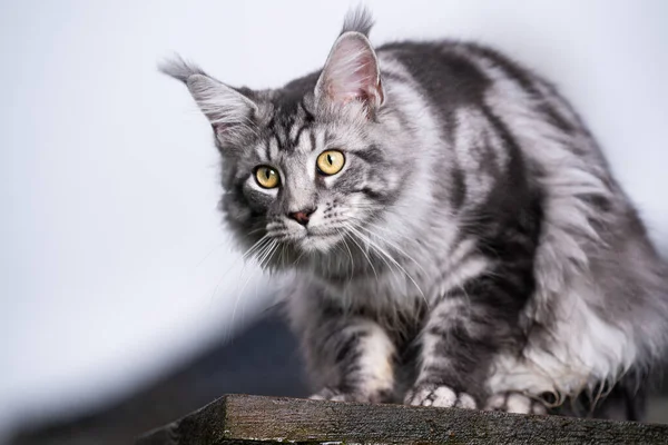 เงิน tabby maine coon แมวบนหลังคา — ภาพถ่ายสต็อก