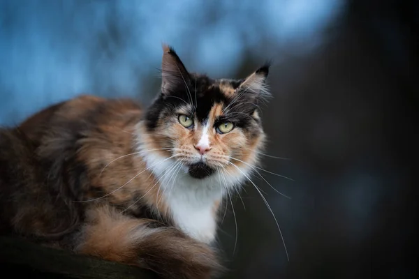 Calico maine casulo gato ao ar livre em hora azul — Fotografia de Stock