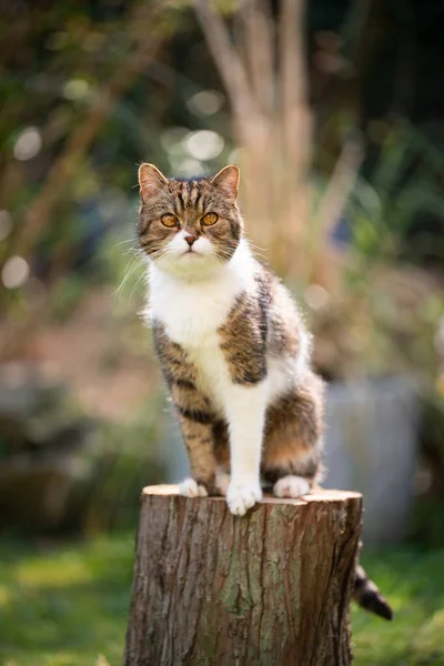 Macska ül -on fa csonk szabadban — Stock Fotó