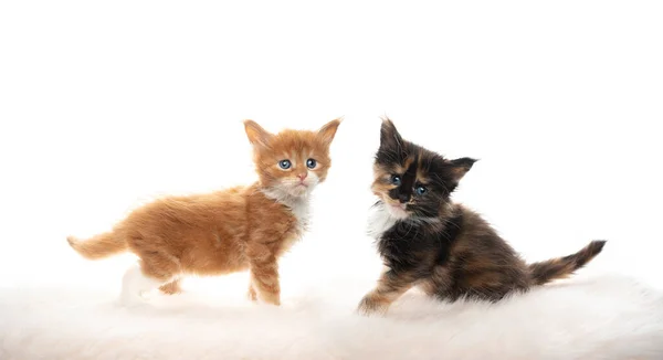 Two different maine coon kittens on white background — Stock Photo, Image