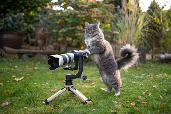 fluffy cat photographer standing behind camera on tripod