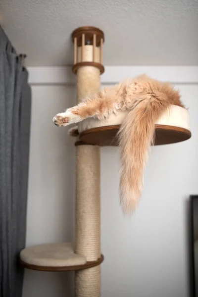 Longhair cat with fluffy tail resting on scratching post — Stock Photo, Image