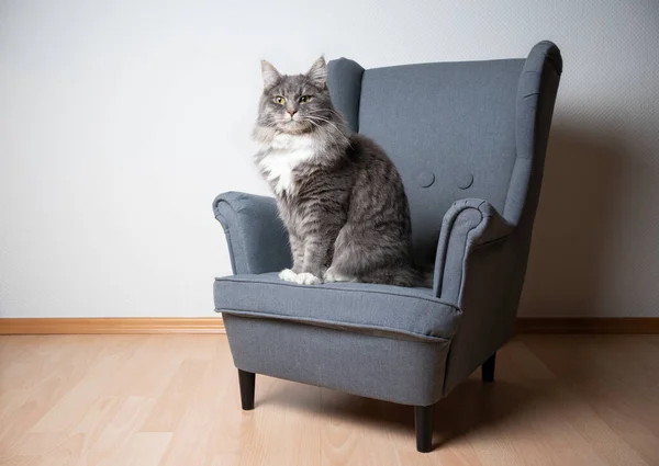 Мейн Кун Кот сидит на маленьком кресле — стоковое фото