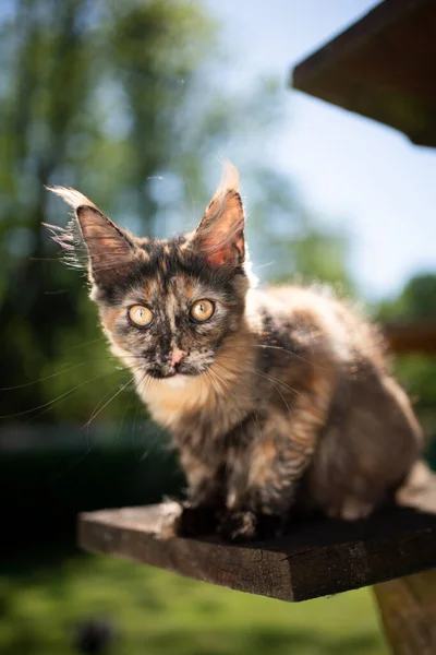 Maine coon gatinho na prancha de madeira ao ar livre na luz solar — Fotografia de Stock