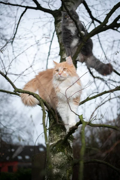 Dos diferentes maine coon gatos subiendo en árbol — Foto de Stock