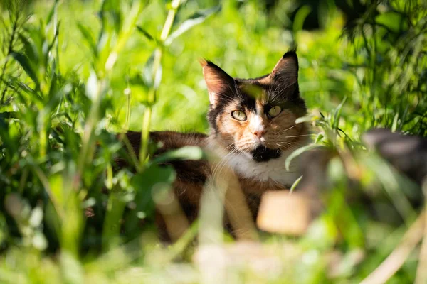 Calico Maine Rakun Kedisi gün ışığında çalıların arasında dinleniyor