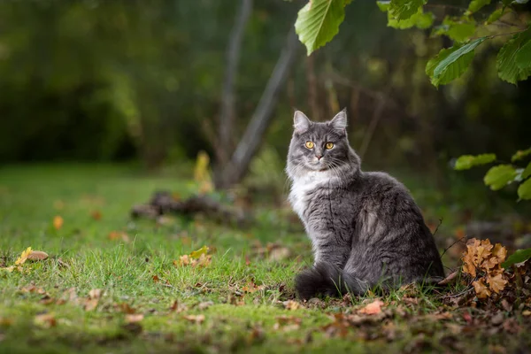 Maine coon gato sentado na grama ao ar livre olhando — Fotografia de Stock