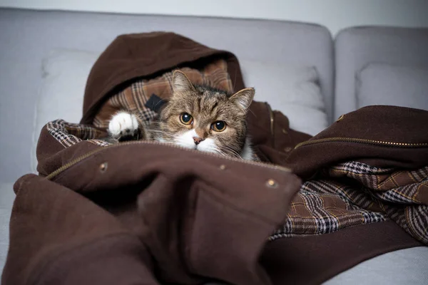 Кошка отдыхает на одежде владельцев домашних животных — стоковое фото