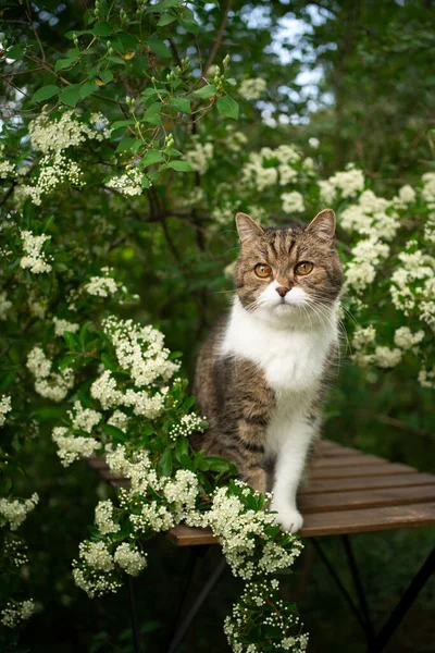 Kot siedzi na zewnątrz otoczony kwitnącym drzewem — Zdjęcie stockowe
