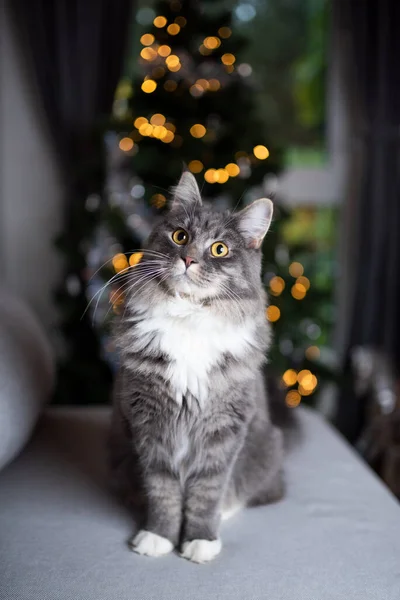 Maine coon cat sitting in front of christmas tree — Stock Photo, Image
