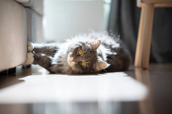 Naughty maine coon cat scratching sofa — Stock Photo, Image