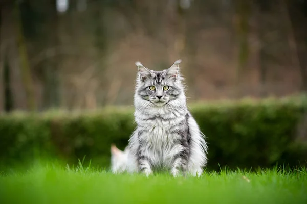 เงิน tabby maine coon แมวนั่งบนสนามหญ้าในสวน — ภาพถ่ายสต็อก