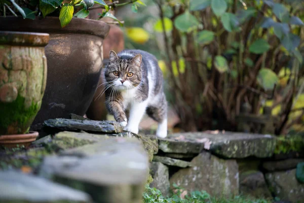 Кошка, идущая к камере на улице — стоковое фото