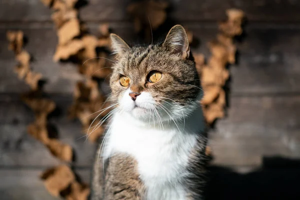 Tabby vit katt utomhus porträtt på hösten — Stockfoto