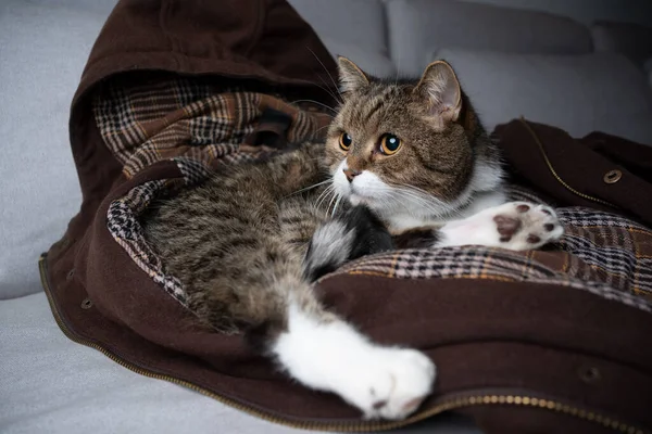 Katt vilar på sällskapsdjur ägare jacka — Stockfoto