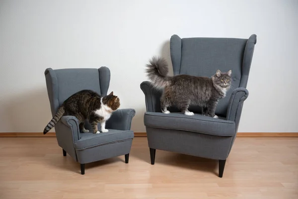 Dois gatos diferentes em cadeiras de braço — Fotografia de Stock