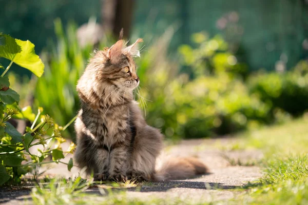 在阳光明媚的花园里,翠绿的小猫咪向旁边张望 — 图库照片