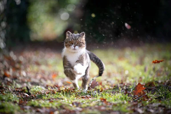 Gato branco tabby correndo em folhas molhadas de outono — Fotografia de Stock