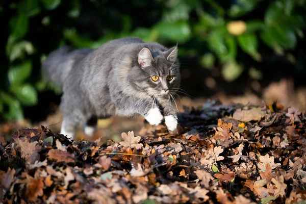 Gatto che salta sopra mucchio di foglie autunnali — Foto Stock