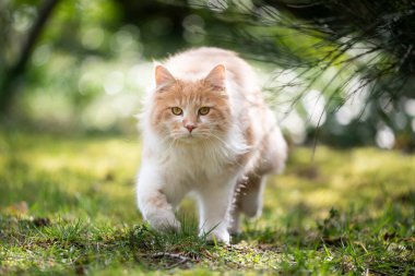 Beyaz zencefilli rakun kedi yeşil doğal ortamda kameraya doğru yürüyor.