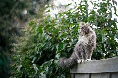 Dışarıda çitin üzerinde duran meraklı kedi.