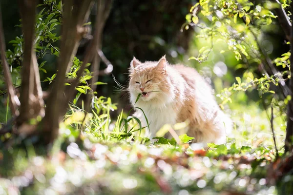 毛茸茸的猫在室外阳光下吃草 — 图库照片