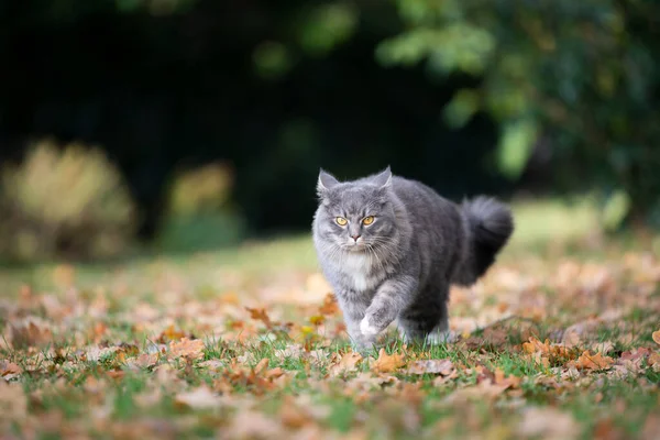 Gato andando em folhas de outono — Fotografia de Stock