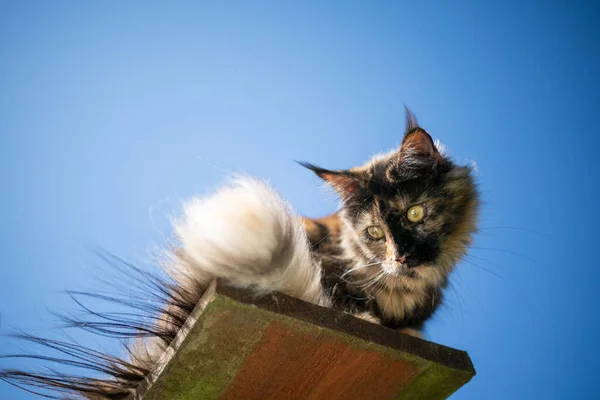 Maine Mosómedve macska -on platform -val kék ég — Stock Fotó