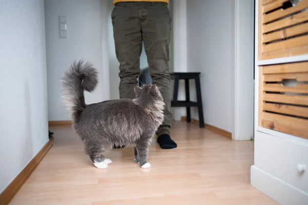 Katze schaut zu bettelnder Besitzerin auf — Stockfoto