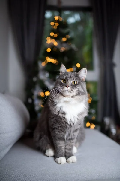 Maine coon kat zitten in de voorkant van kerstboom — Stockfoto