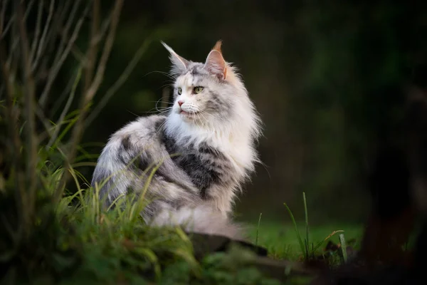 White torbie maine coon cat outdoors in nature looking back — Stock Photo, Image