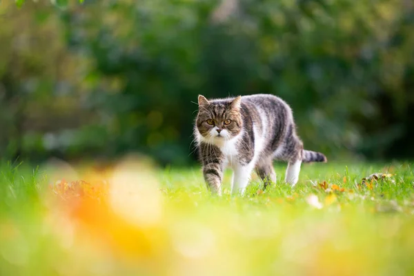 Gato andando no jardim com folhas de outono — Fotografia de Stock