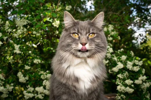 Maine coon kissa nuolee huulet luonnossa — kuvapankkivalokuva