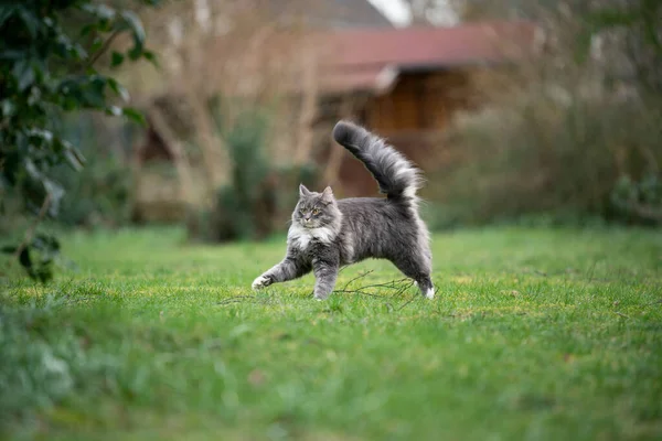 Maine coon kot z puszystym ogonem w górę zabawy w ogrodzie — Zdjęcie stockowe