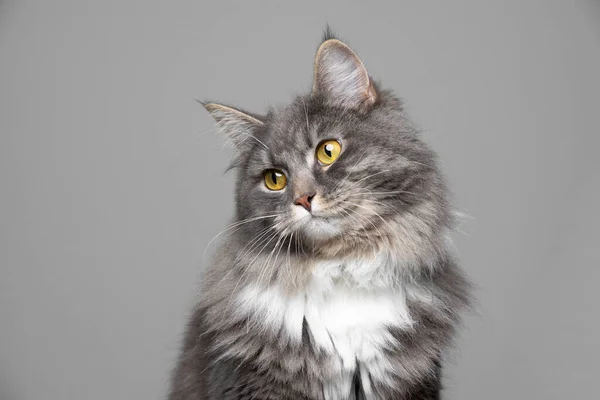 Maine coon cat making funny face portrait — Stock Photo, Image