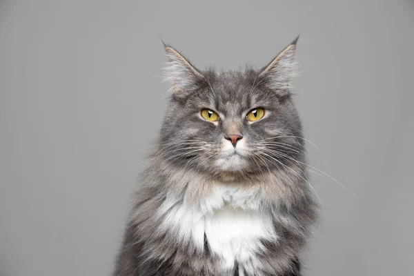 Grå vit mynta coon katt porträtt med kopia utrymme — Stockfoto