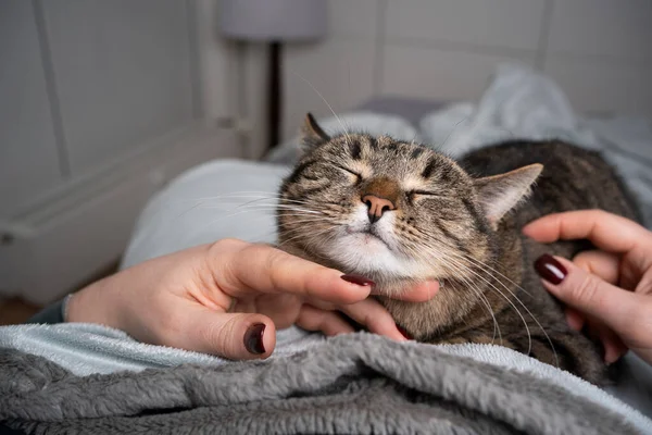 Pet proprietário acariciando gato na cama — Fotografia de Stock