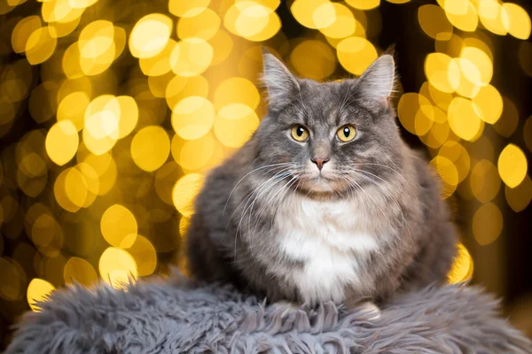 Maine mýval kočka na bokeh světla portrét — Stock fotografie