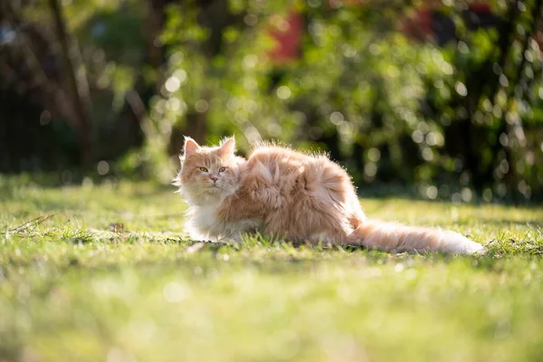 Longhair gato ao ar livre no vento — Fotografia de Stock