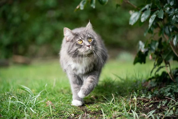 Кошка на улице ходит по траве глядя вверх — стоковое фото