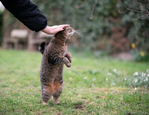 Evcil hayvan sahibi dışarıda kedi okşuyor. — Stok fotoğraf