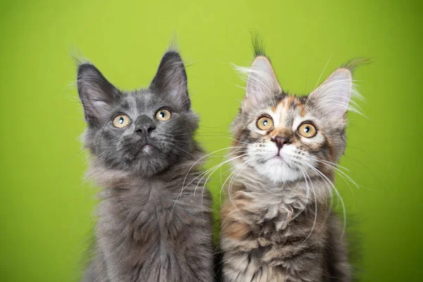 Two curious maine coon kittens on green background — Stock Photo, Image