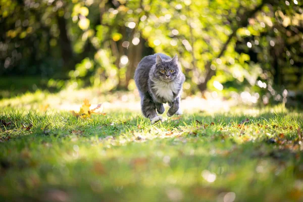 Maine Mosómedve macska futás -on fű -ban napos kert — Stock Fotó