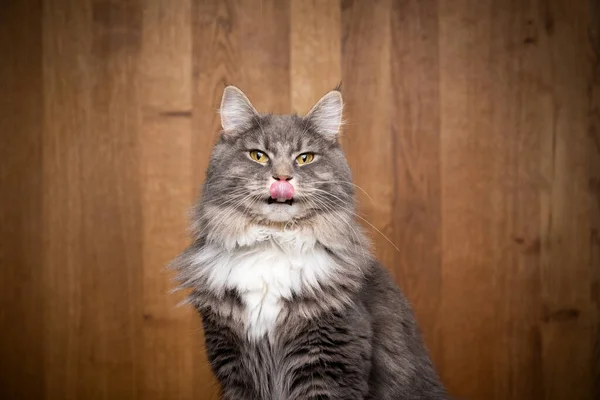 Maine Coon Katze leckt Lippen auf Holzhintergrund — Stockfoto
