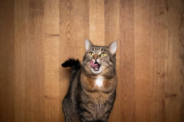 Hladový tabby kočka na dřevěném pozadí lízání rtů — Stock fotografie