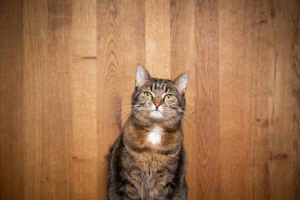 Tabby katt på trä bakgrund porträtt — Stockfoto