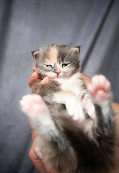 Carregando minúsculo maine coon gatinho em mãos — Fotografia de Stock