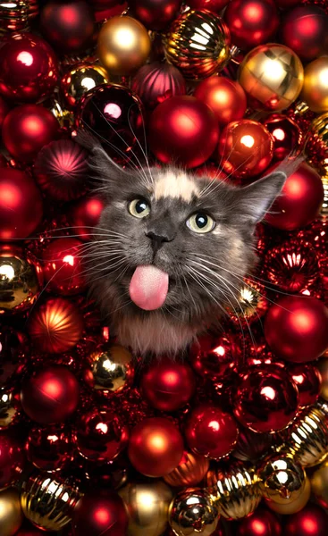 メインカヌー猫お祝いクリスマスの肖像画とともに赤黄金の泡とコピースペース — ストック写真