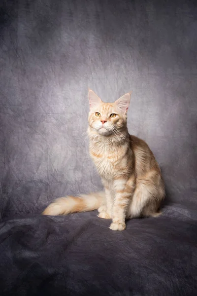 Gengibre maine casulo gato estúdio retrato com cópia espaço — Fotografia de Stock