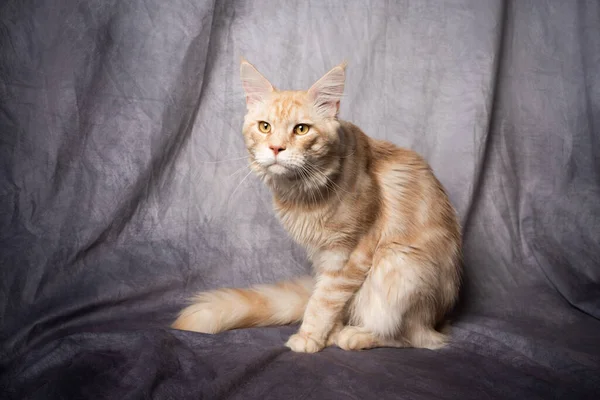 Gengibre maine casulo gato estúdio retrato com cópia espaço — Fotografia de Stock